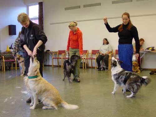 Gruppträning med hundar